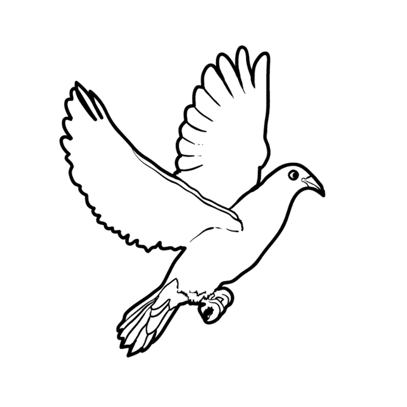 Tô Màu Con Chim Kỹ Thuật Để Bức Vẽ Của Bạn Trở Nên Sống Động